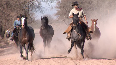 Gauchos